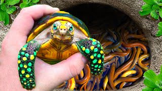 Amazing Catch Strange Ornamental Colorful Turtle In Giant Egg After Storm Clown Fish Blue Pomfret [upl. by Ahsinotna]