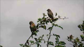 Linnet Carduelis cannabina [upl. by Alegna871]