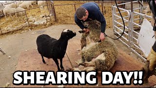 SHEARING DAY and someone has a crush on Charlie  Vlog 764 [upl. by Acinoev]