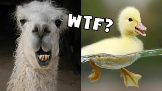 THE MOST STUPID GAME EVER  Llama or Duck [upl. by Nihahs]