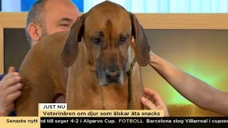 Därför är ostbågar inte bra för hundar  Nyhetsmorgon TV4 [upl. by Lorrac272]