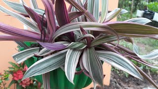 RHOEO TRICOLOR PLANT CARE malayalam TRADESCANTIA SPATHACEAHANGING PLANTGROUND COVER oyster plant [upl. by Reichert182]