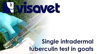 Single intradermal tuberculin test in goats [upl. by Nodababus]