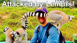 ATTACKED By Lemurs in Madagascar [upl. by Eirffej165]