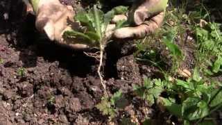 Easy Weeding  How to Get Rid of Weeds in Your Vegetable Garden [upl. by Leber]