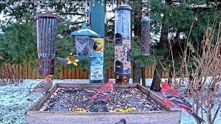 Pine Grosbeaks Visit Ontario FeederWatch Cam For First Time This Season – Nov 16 2021 [upl. by Augustin]