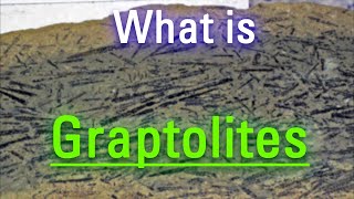 How Do Graptolites Look  What are Graptolites  How to Say Graptolites in English [upl. by Ansel783]