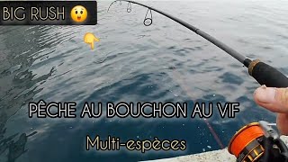 PECHE au VIF au BOUCHON Le BARRACUDA et pêche multiespèce  Rascasse sar [upl. by Abran]