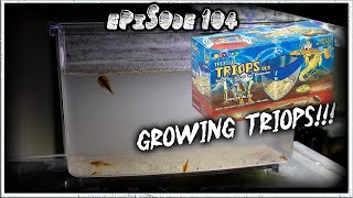 Triassic Triops Deluxe Kit Days 18 [upl. by Jeni513]