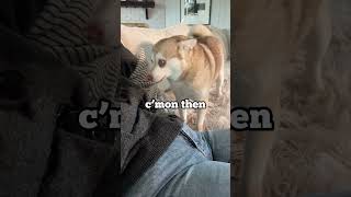 Different Tactics My Dogs Use To Get Neck Scratches [upl. by Naletak]