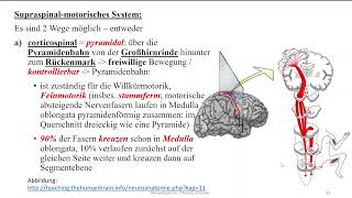 Nervensystem 15 Somatisches Nervensystem Teil 2 Motorik I  supraspinal motorisches System [upl. by Panayiotis]