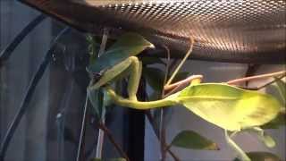 praying mantis attacks a fly  Gottesanbeterin schnappt sich Fliege [upl. by Rodman]