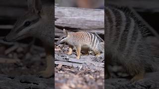 Numbat Interested Facts numbat animals wildlife facts [upl. by Eicyaj]