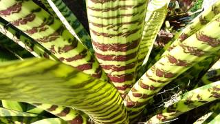 Bromeliad  Vriesea Hieroglyphica  Top 10 Bromeliads HD 06 [upl. by Kessler]