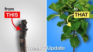 Easy way to get more branches on your Fiddle Leaf Fig or Rubber Tree Week 7 Update [upl. by Netta967]