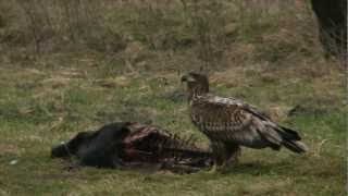 Seeadler Rotmilan amp Mäusebussard  sea eagle red kite amp common buzzard [upl. by Fink]