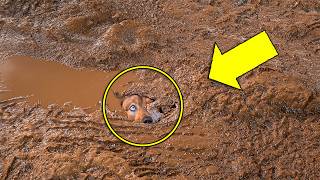 Worker Thought He Found a Dog in The Mud—He Looks Closer and is Shocked to See This [upl. by Siekram201]