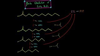 Beta Oxidation and Fatty Acid Oxidation EVERYTHING YOU NEED TO KNOW BIOCHEMISTRY MCAT [upl. by Rustin896]