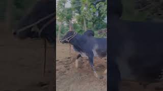 jallikattu 2024💫 jallikattu kalai 💯💢 [upl. by Akselav]