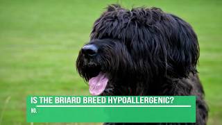 Briard Dog Breed Information  Briard Facts briard [upl. by Ihsakat]