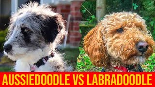 Labradoodle vs Aussiedoodle Which Poodle Mix Dog Breed Is Better [upl. by Haela600]