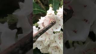 The beautiful flowers of MountainLaurel launch pollen onto pollinators [upl. by An]