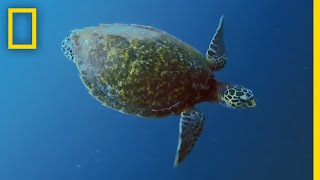 Sea Turtles 101  National Geographic [upl. by Pickard]