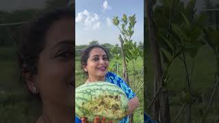 Happy gardening 🌻🌻🌻 seetha villagechef garden delicious gardeningadvice chef food ammachef [upl. by Khalid]