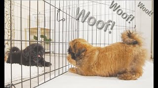 Shih Tzu Puppies 1st time Barking  Brother VS Brother  whos LOUDER [upl. by Nylram131]