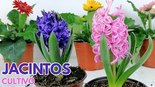 jacintos cuidados y cultivo Hyacinthus CHUYITO JARDINERO [upl. by Bezanson]