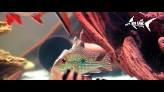 Geophagus Surinamensis Rotstreifen Erdfresser Redstriped Bartheater [upl. by Aicat]