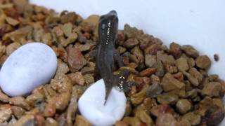 Anolis carolinensis hatching [upl. by Atnek676]