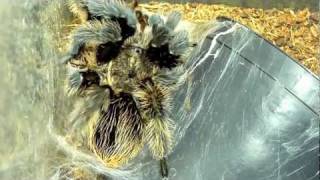 Brachypelma Albopilosum molting timelapse [upl. by Dewhurst]