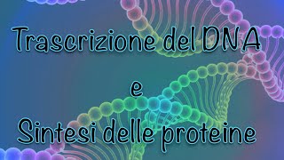 Trascrizione del DNA 🧬 e sintesi delle proteine [upl. by Ynad842]