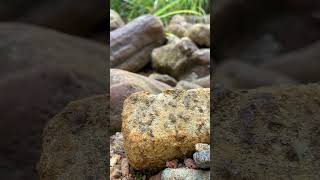 Thats Really Precious Rock To Crack 😎🤑💎satisfying gems gold crystals shorts viralvideo [upl. by Frulla]