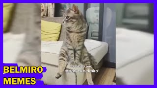 Belmiro Memes Dublagens de animais engraçados  Episódio 67 [upl. by Sinnod485]