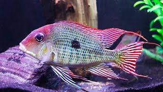 Geophagus tapajos Breeding and Care [upl. by Aurelie857]