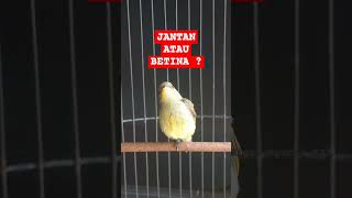 KONIN IJOAN JANTAN ATAU BETINA [upl. by Nahbois]