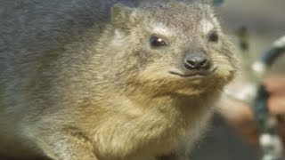 Meet the Endangered Hyrax  Little Brother of the Elephant  BBC Earth [upl. by Sherfield]