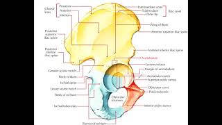 Hip Joint Anatomy [upl. by Aelam]