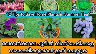 12 Summer Care Tips for Indoor amp Outdoor Plants  വേനൽ കാലത്ത് ചെടികളെ സംരക്ഷിക്കാൻ 12 ടിപ്സ് [upl. by Syned]