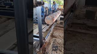 Process of sawing a pine tree wood at factory wood factory process woodwork [upl. by Narmi845]