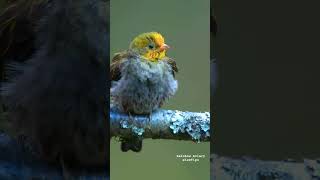 Yellowrumped Honeyguide । BEAUTIFUL BIRD । shorts birds reels wildlife viralvideo viralshorts [upl. by Ethyl]