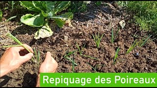 Poireaux Le Repiquage en Détail [upl. by Joe]