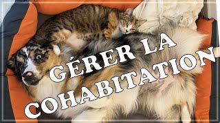 FAIRE COHABITER CHIEN ET CHAT  Berger Australien [upl. by Ennagroeg416]