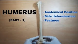 humerus bone anatomy 3d  anatomy of humerus bone attachments anatomy  bones of upper limb [upl. by Christiana]