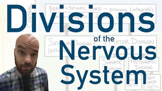 Divisions of the Nervous System  How we divide up the system to better understand it [upl. by Tuhn]