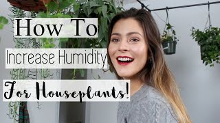 Best Tips to Increase Humidity in your Home How to Raise Humidity for Houseplants [upl. by Losyram]