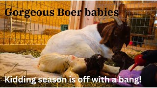 First Boer babies of 2024 and kidding season is off with a bang goat birth [upl. by Juley607]