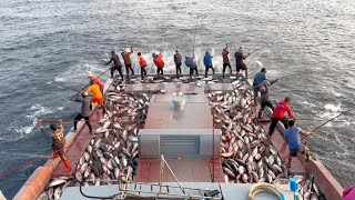 Full video of catching 10 tons of skipjack tuna in 15 minutes 🙀🎣 [upl. by Rentschler]